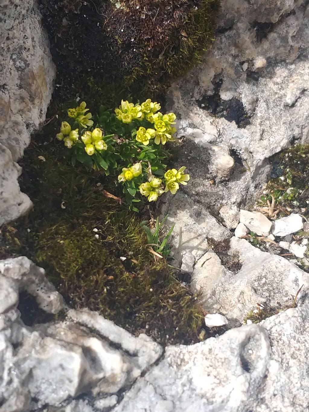 Draba? quale?